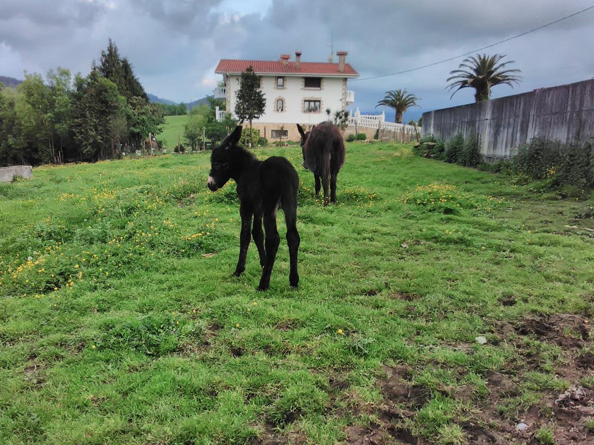 Agroturismo Pagoederraga Орио Экстерьер фото
